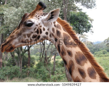 Close up of Giraffe's Head in Kenya Nairobi