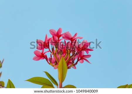 Beautiful Plumeria pink frangipani flowers. Amazing of Thai frangipani flowers on green leaf background. Thailand spa and therapy flower
