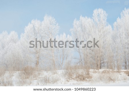 Trees in winter in winter. Beautiful winter landscape. Frost on trees in winter. Siberia.