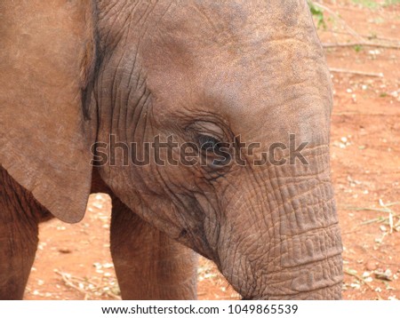 Close up of Elephant's head  in Kenya Nairobi