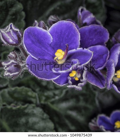 Purple african violet flower