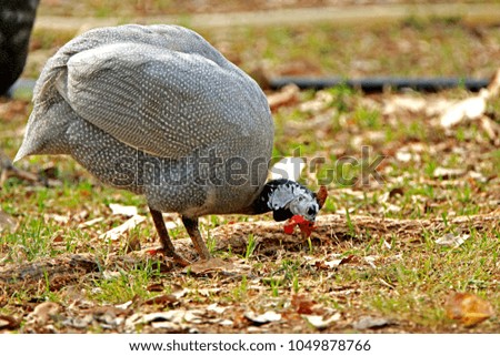 The guineafowl on field
