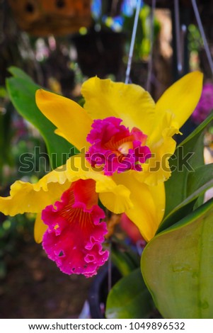Closeup red in yellow cattleya orchid flower