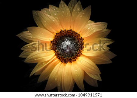 sunflower on black background, closed up