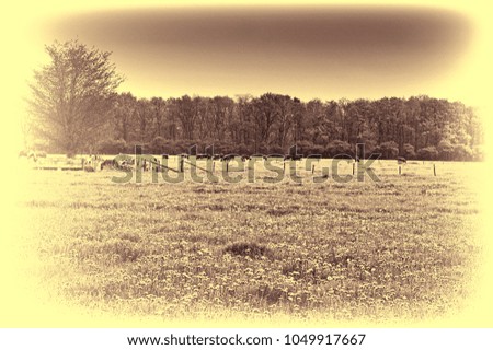 Cows and bulls grazing on meadows in Holland. Cows on on farmland in the Netherlands. Vintage style toned picture