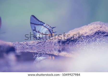 Butterflies eating food on salt earth with softly violet blurred background
