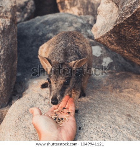 Feeding Little Wallaby