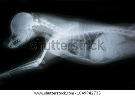 x ray of chest and head of dog
