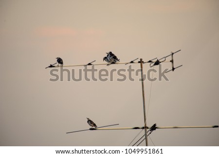 Bird standing on TV antenna