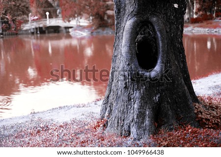 large Trunk tree In the garden.The background is a blurred image of a pond.Concept: Fantasy Natural Pictures