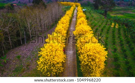 Aerial photo bright yellow blossom flower top view of green field for summer and spring holiday background, beautiful landscape pictures from above in countryside, inception style.