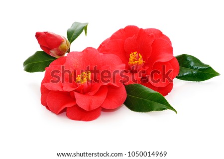 flowers of camellia japonica on a white background Royalty-Free Stock Photo #1050014969