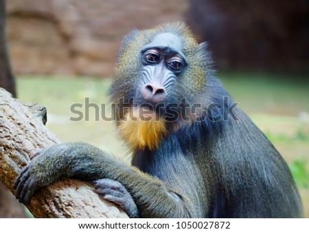 Mandrill. Baboon. This type of Primate family of monkeys. Mandrils are the largest representatives of the family of baboons.