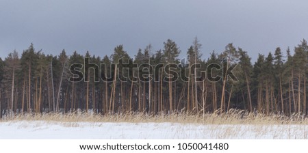 horizontal view at winter forest \ pine trees