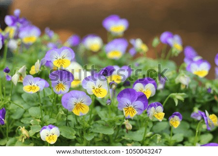 Violet flower is growth in the garden.  Background  picture.