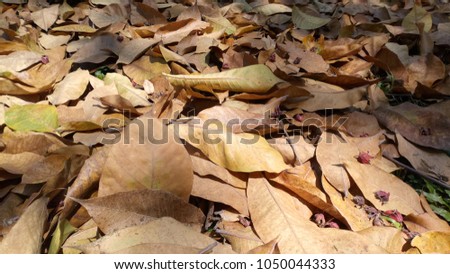 Leaves dry from trees.