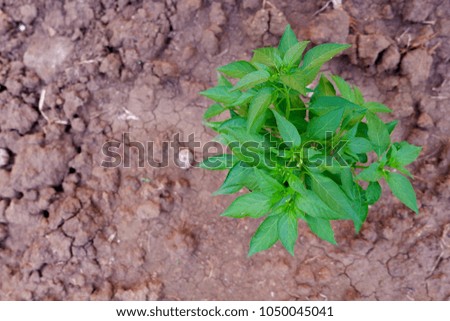 Little Chili tree on the dry soil