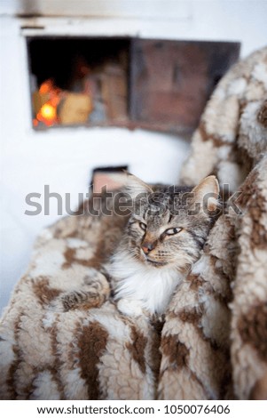 Home fluffy striped cat with a white breast lies on a soft Mat on the chair at the lit warm oven. The cat is heated from the open fire.