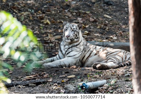  Portrait of a White Tiger in  Rajkot, Gujarat, India Royalty-Free Stock Photo #1050077714