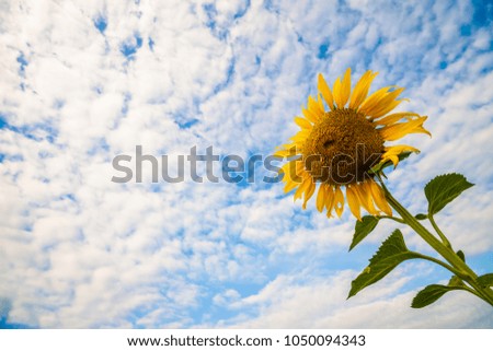 Field of sunflowers. Background a blue sky with clouds and sun