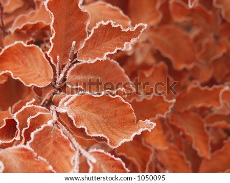 picture of frozen leaves