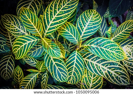 Pattern of Zebra Plant (Sanchezia Speciosa Leonard), Yellow Sanchezia, Shrubby White Vein or Gold Vein Plantmala leaves on tree in the garden