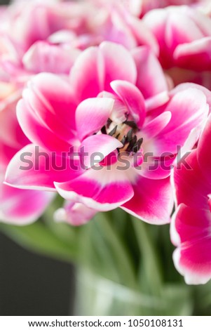 Tulips of pink and white color opened. Big buds of multicoloured tulips. Floral natural backdrop. Bicolour tulips filled picture. Unusual flowers, unlike the others. Shallow focus.