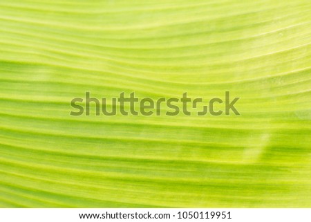 Banana leaf green background.