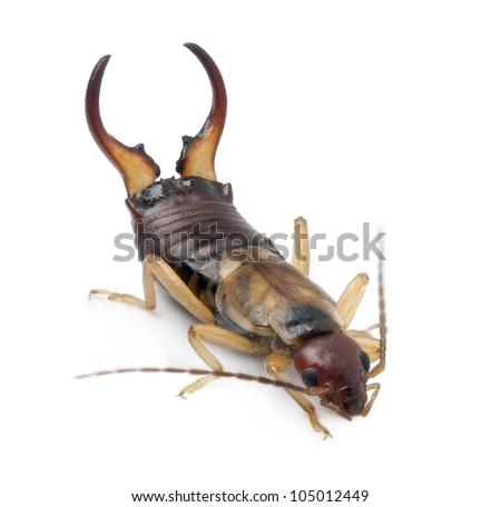 Common earwig or European earwig, Forficula auricularia against white background
