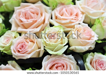 Bright pink roses background