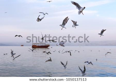 Lake of the Sea of Galilee and Gulls, Israel