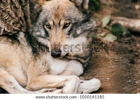 Outdoor wolf portrait. Wild carnivore predator at nature after hunting. Dangerous furry animal in european forest. Poor lonely canine muzzle in zoo. Feathers of eaten bird. Beast on wild territory