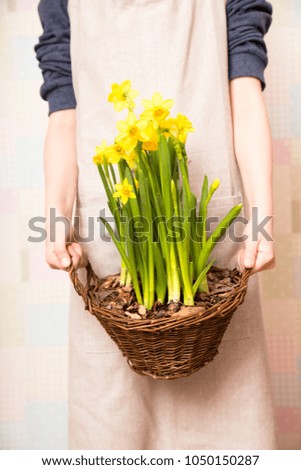 daffodils in a basket. basket with beautiful flowers in the hands of a young girl.