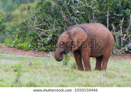 Animals in Addo Elepahant National Park