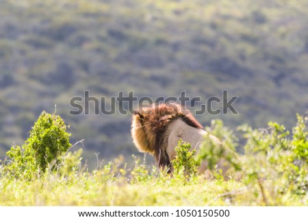 Animals in Addo Elepahant National Park
