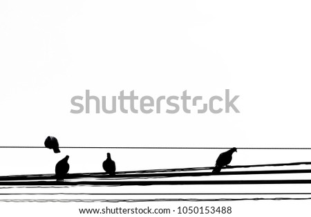 Silhouette. Many birds stand on the  cable wires. black and white picture