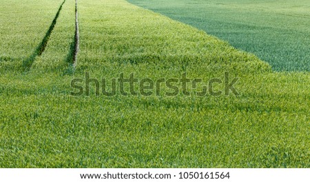Agricultural field divided by a flat line between growing green wheat and rye not ripe, closeup