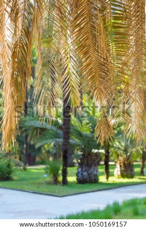 palms in the city of Sochi