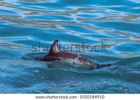 dolphin cutting through the sea