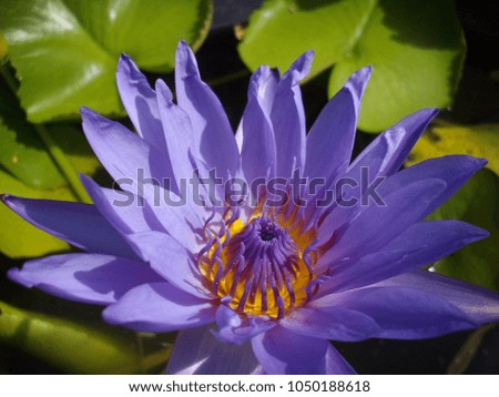 Beautiful purple/blue water lily.