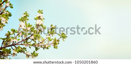Beautiful Spring Nature Wide background. Flowering time of garden trees. Panoramic Landscape of Blooming Branch with white plum flowers in sunny day. Web banner With Copy Space