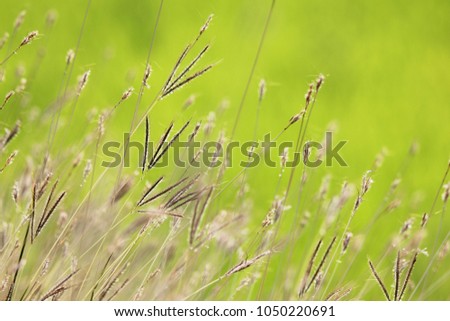 Green background from grass