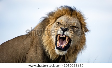 A lion snarls in our direction Royalty-Free Stock Photo #1050238652