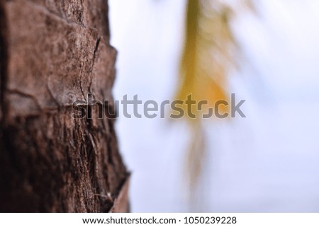 background palm leaf