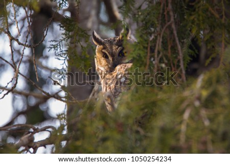 Cute owl (horned owl, long-eared owl, long-fingered owl) is sitting on tree and relaxing after night hunting, beautiful bird with tree green background and big orange eyes, in wildlife spring nature