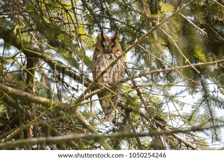 Cute owl (horned owl, long-eared owl, long-fingered owl) is sitting on tree and relaxing after night hunting, beautiful bird with tree green background and big orange eyes, in wildlife spring nature