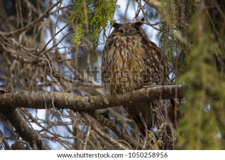 Cute close up view on owl (horned owl, long-eared owl,long-fingered owl) is sleeping in forest on tree in spring wildlife nature, in amazing warm light, eyes, Slovakia