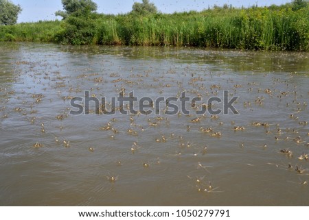 Large number of Long-tailed Mayflies emerging on the water surface on a Danube Delta Channel