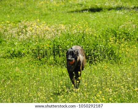 Cute dog running with ball in his mouth in forest at springtime