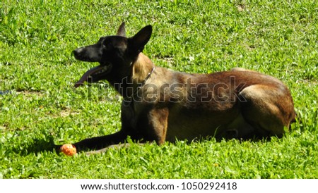Cute dog resting in forest at springtime